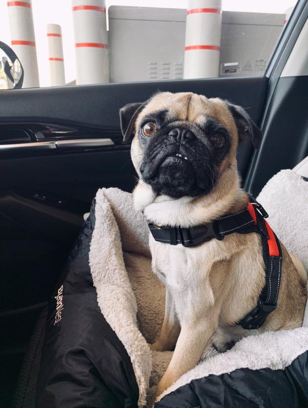/images/uploads/pug nation rescue of los angeles/pugnation2024/entries/30774thumb.jpg